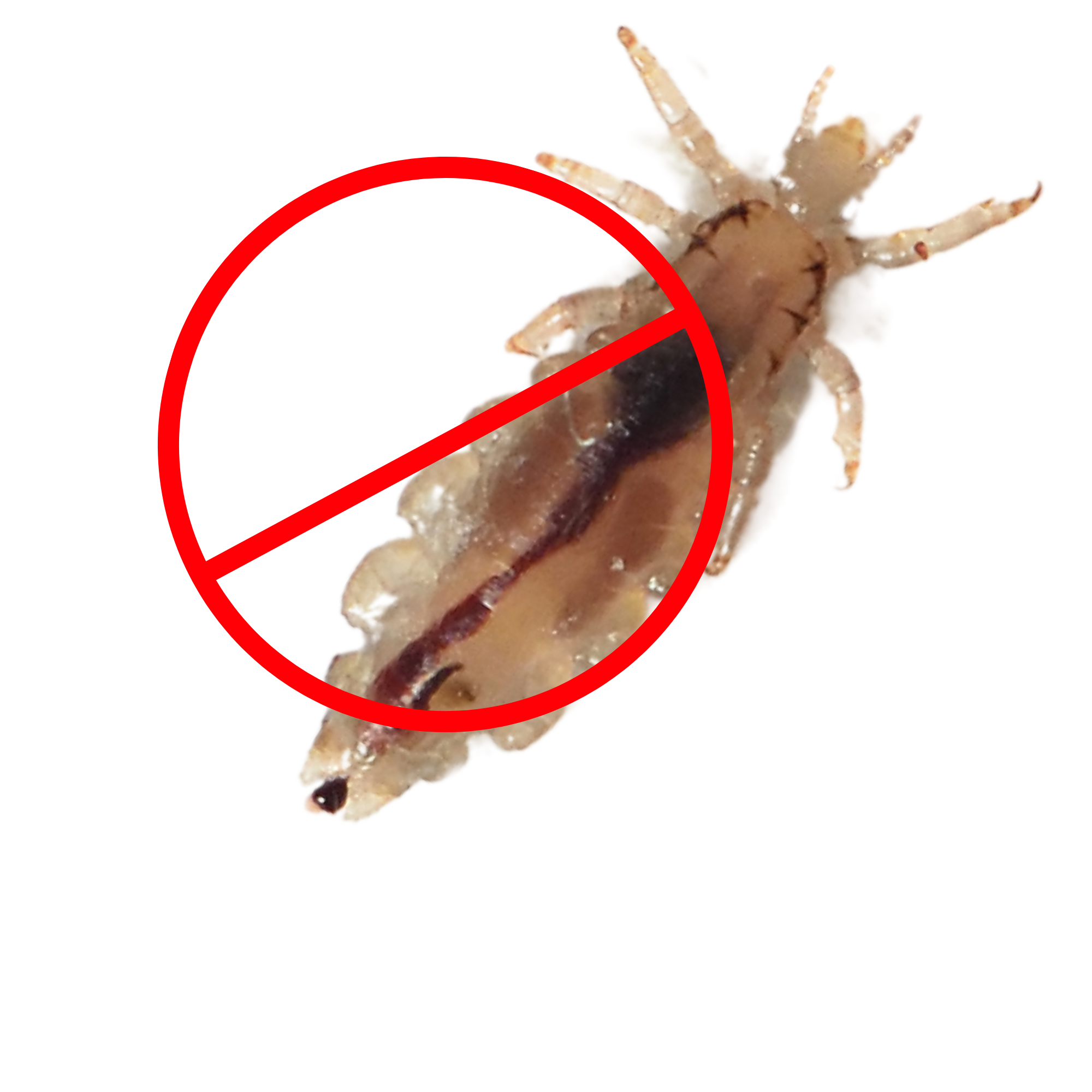 Уничтожение вшей